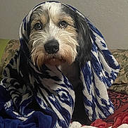 Desi is registered to the contest to win money with this photo: dog, blanket, blue, white, patterned, cozy, indoor, pet, fur, face, portrait, cute, animal, snuggled, resting, looking_up, companion, domestic, comfort, warm