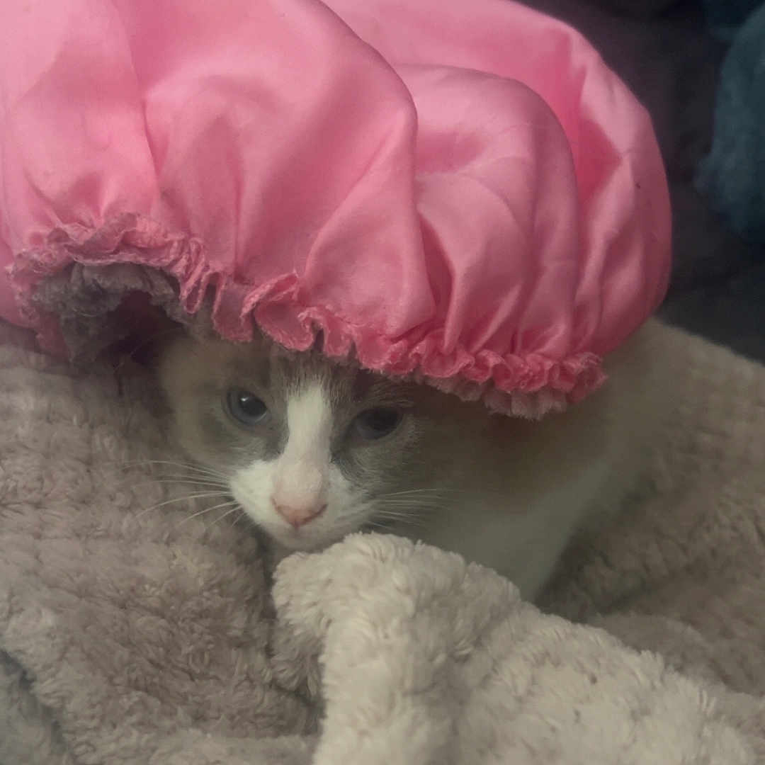 Chicken joined the competition — help win amazing prizes! bedding, blanket, cat, close_up, cozy, cute, domestic_animal, eyes, fur, headwear, indoor, kitten, nose, pet, pink_shower_cap, portrait, relaxed, snuggling, soft_texture, whiskers