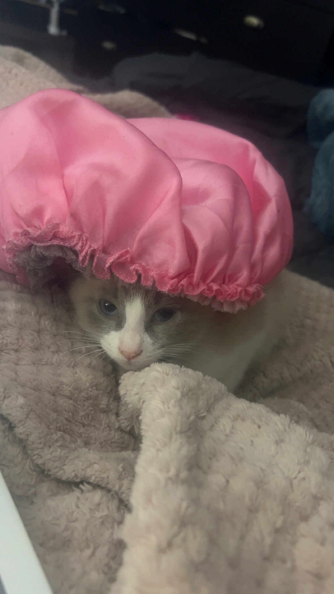 Chicken joined the competition — help win amazing prizes! cat, kitten, pink_shower_cap, blanket, cozy, fur, pet, portrait, indoor, eyes, whiskers, nose, bedding, soft_texture, close_up, relaxed, domestic_animal, cute, headwear, snuggling