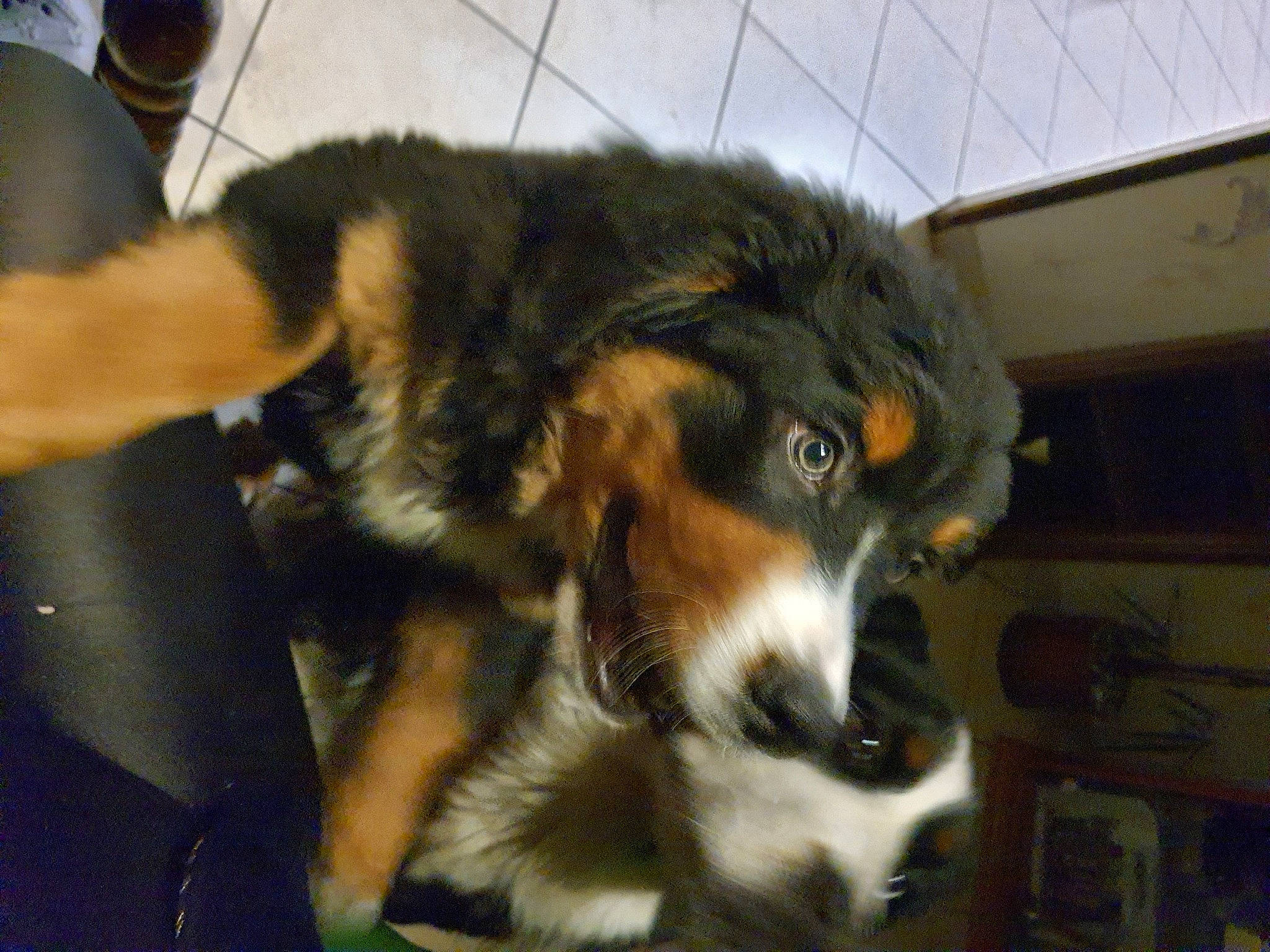 Paco a rejoint le concours — aidez-le/la à gagner de superbes lots ! aidi, australian_collie, australian_shepherd, carnivore, companion_dog, dog, dog_breed, fur, herding_dog, iris, miniature_australian_shepherd, shelf, snout, sporting_group, whiskers, working_animal, working_dog