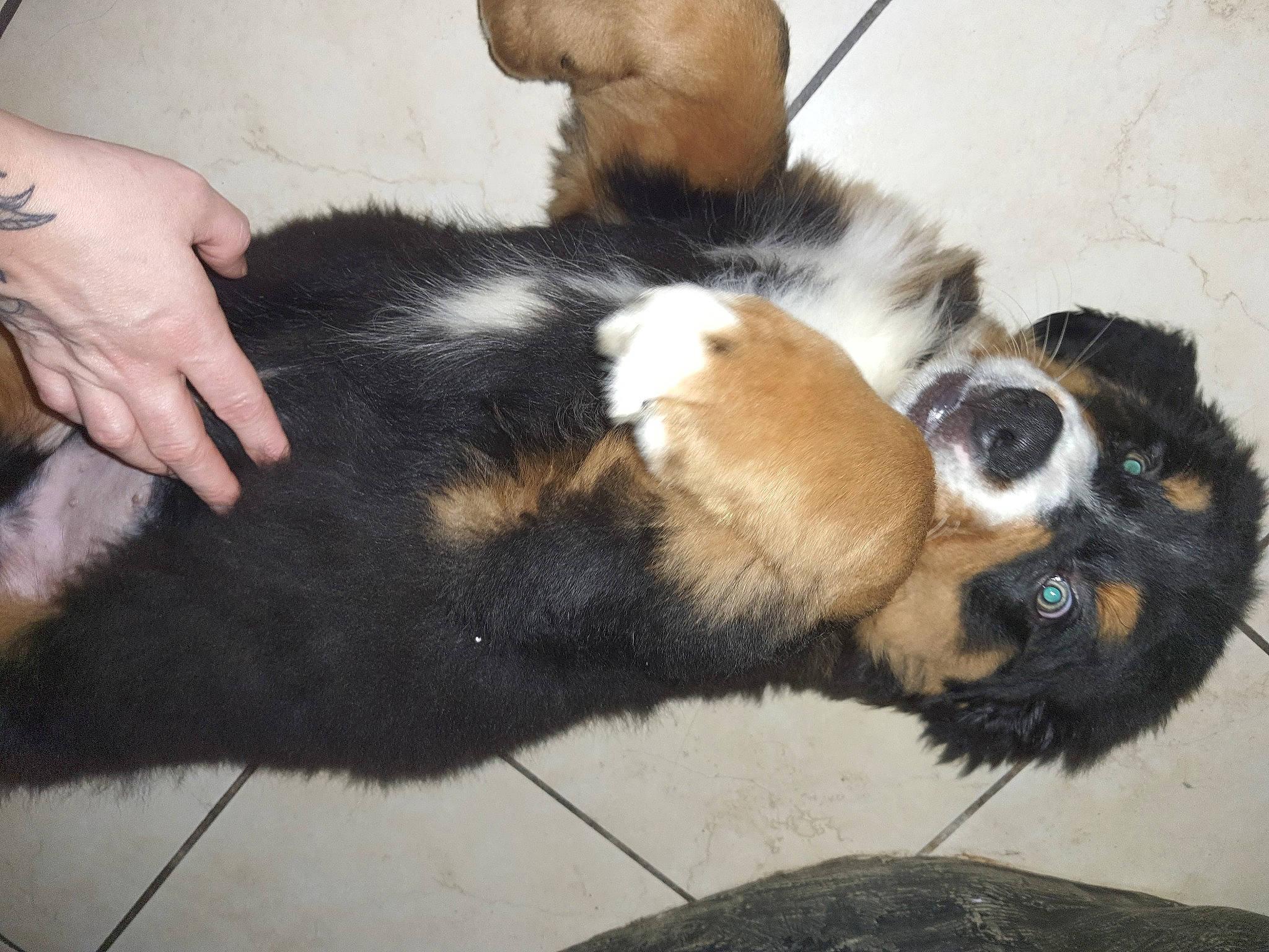 Paco participe au concours pour gagner de l'argent avec cette photo : canidae, carnivore, companion_dog, dog, dog_breed, foot, fur, paw, puppy, snout, terrestrial_animal, toe, vertebrate, working_animal, working_dog