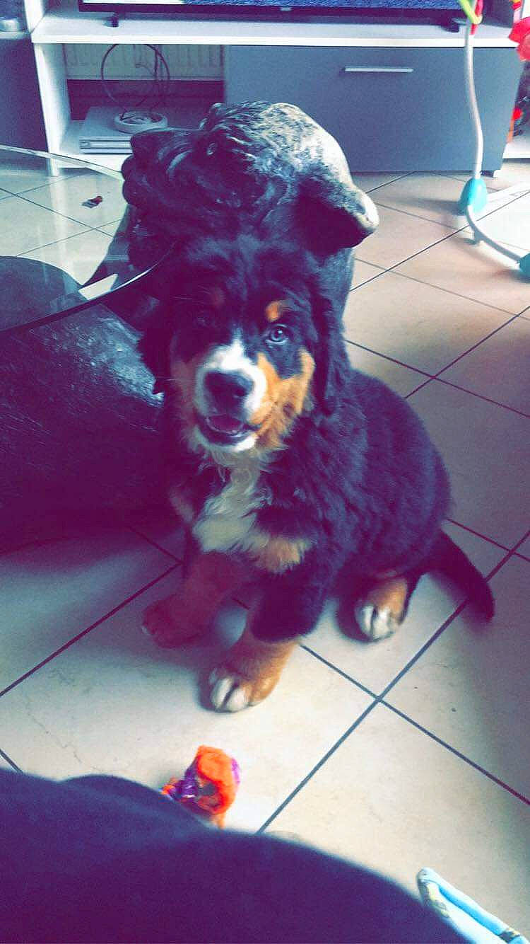 Paco participe au concours pour gagner de l'argent avec cette photo : bernese_mountain_dog, canidae, carmine, carnivore, companion_dog, dog, dog_breed, floor, flooring, foot, fur, mammal, paw, pet_supply, snout, sporting_group, tile, vertebrate, working_animal, working_dog