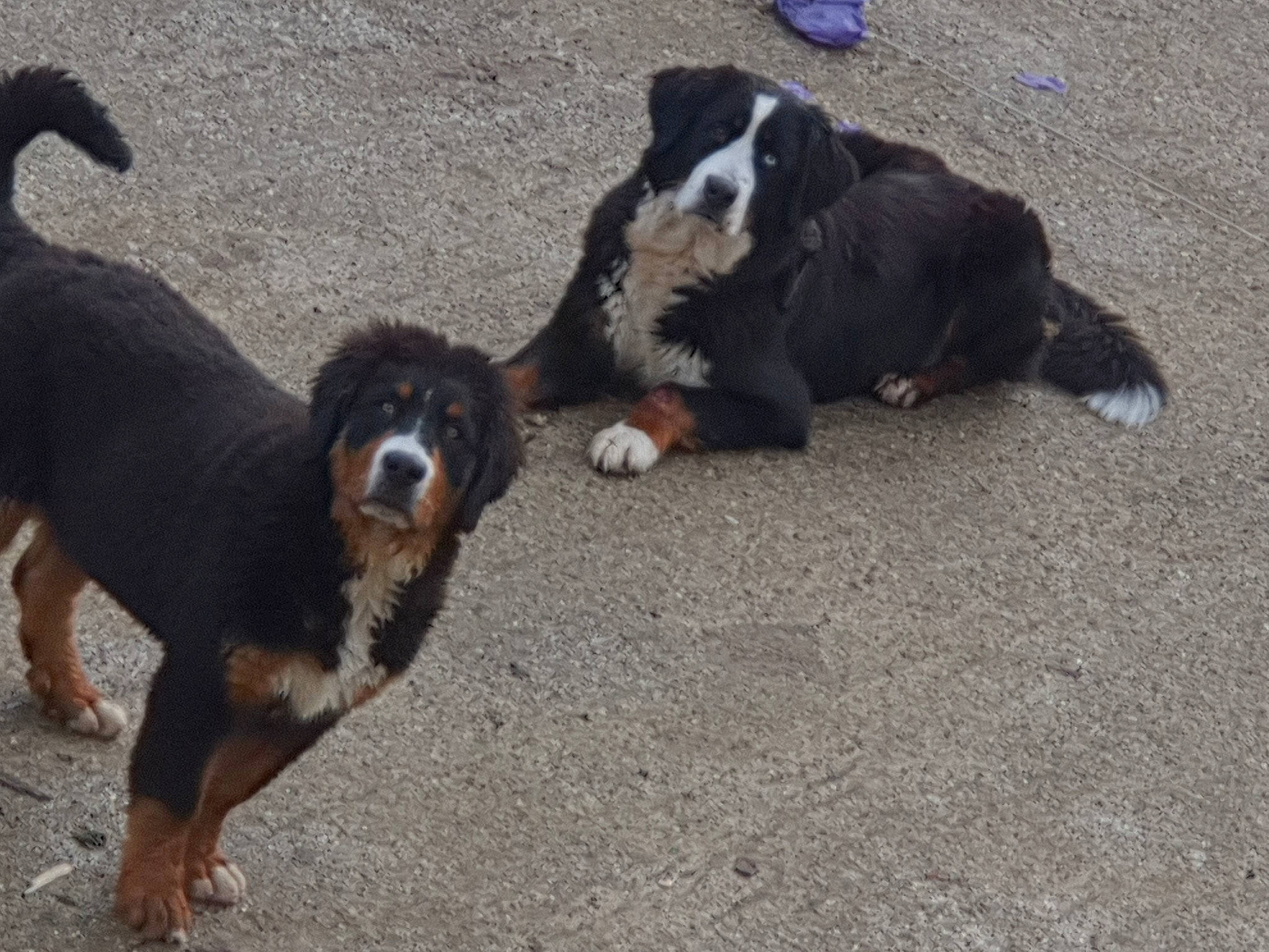 Paco a rejoint le concours — aidez-le/la à gagner de superbes lots ! bernese_mountain_dog, canidae, carnivore, companion_dog, dog, dog_breed, english_shepherd, fur, herding_dog, mammal, shadow, snout, sporting_group, tail, vertebrate, working_animal, working_dog