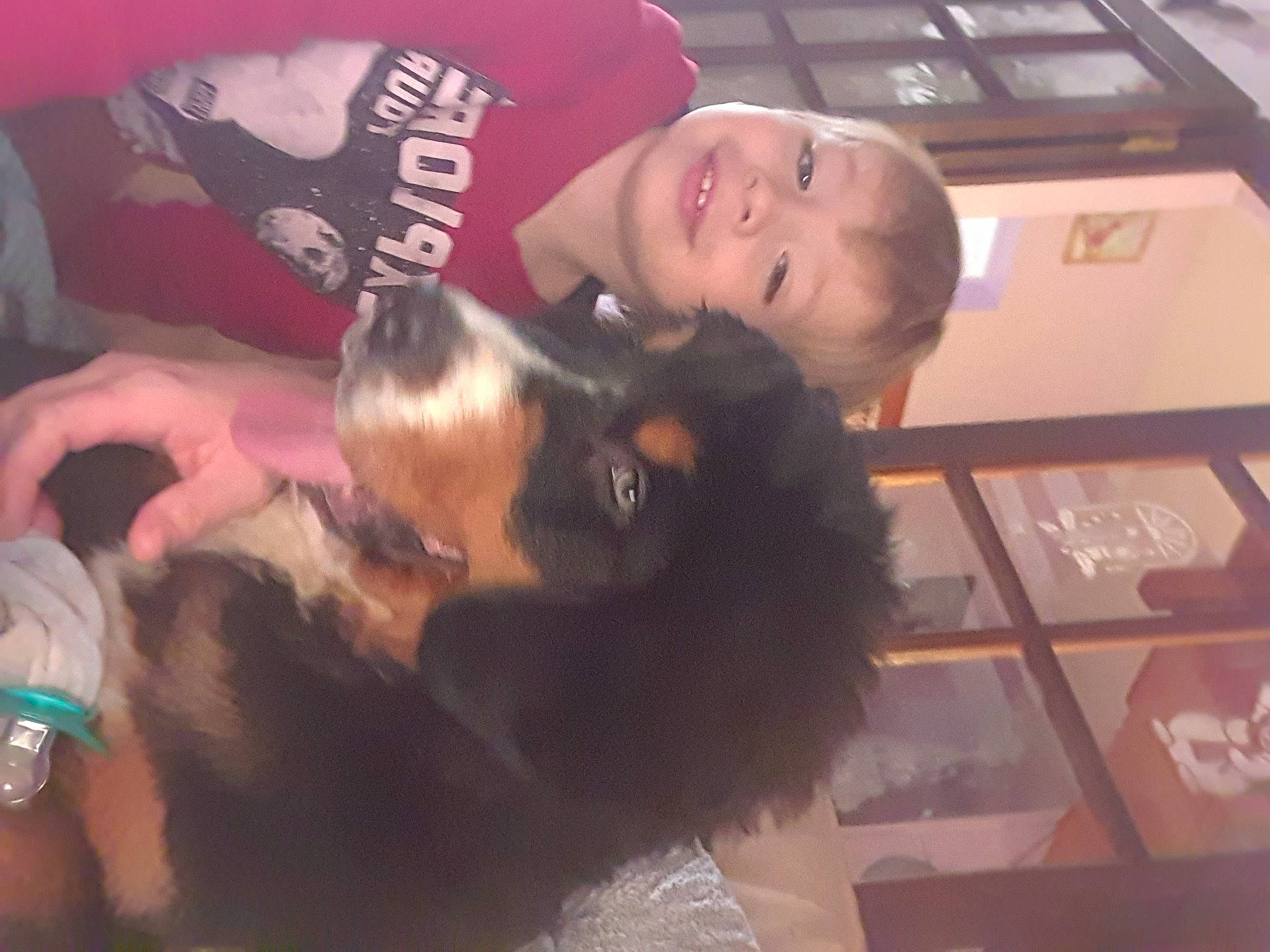 Tom a rejoint le concours — aidez-le/la à gagner de superbes lots ! canidae, carnivore, child, companion_dog, dog, dog_breed, ear, event, fawn, fun, fur, happy, joy, lap, mouth, person, room, smile, sporting_group, tail