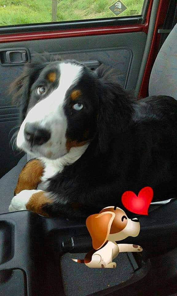 Milka participe au concours pour gagner de l'argent avec cette photo : animal_figure, animation, bernese_mountain_dog, brown, canidae, carnivore, companion_dog, dog, dog_breed, liver, pet_supply, snout, sporting_group, toy, vertebrate, working_animal, working_dog