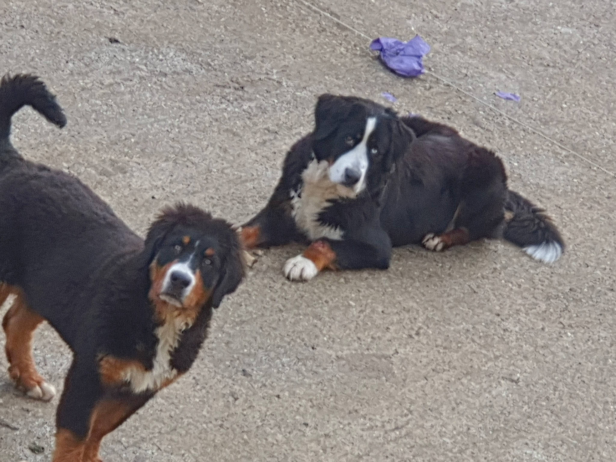 Milka a rejoint le concours — aidez-le/la à gagner de superbes lots ! bernese_mountain_dog, canidae, carnivore, companion_dog, dog, dog_breed, english_shepherd, fur, herding_dog, mammal, shadow, snout, sporting_group, tail, tar, vertebrate, working_animal, working_dog