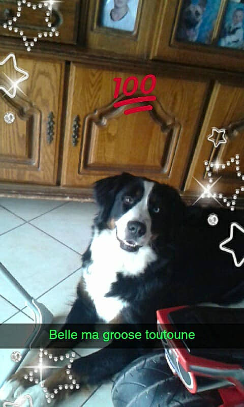 Milka a rejoint le concours — aidez-le/la à gagner de superbes lots ! bernese_mountain_dog, border_collie, cabinetry, canidae, carnivore, companion_dog, dog, dog_breed, gun_dog, herding_dog, home, picture_frame, room, sporting_group, style, tile, vertebrate, wood_stain, working_animal, working_dog