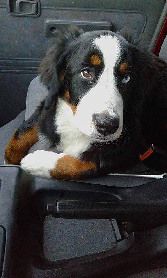 Milka a rejoint le concours — aidez-le/la à gagner de superbes lots ! bernese_mountain_dog, canidae, carnivore, companion_dog, dog, dog_breed, fur, hound, iris, mammal, snout, sporting_group, vertebrate, whiskers, working_animal, working_dog