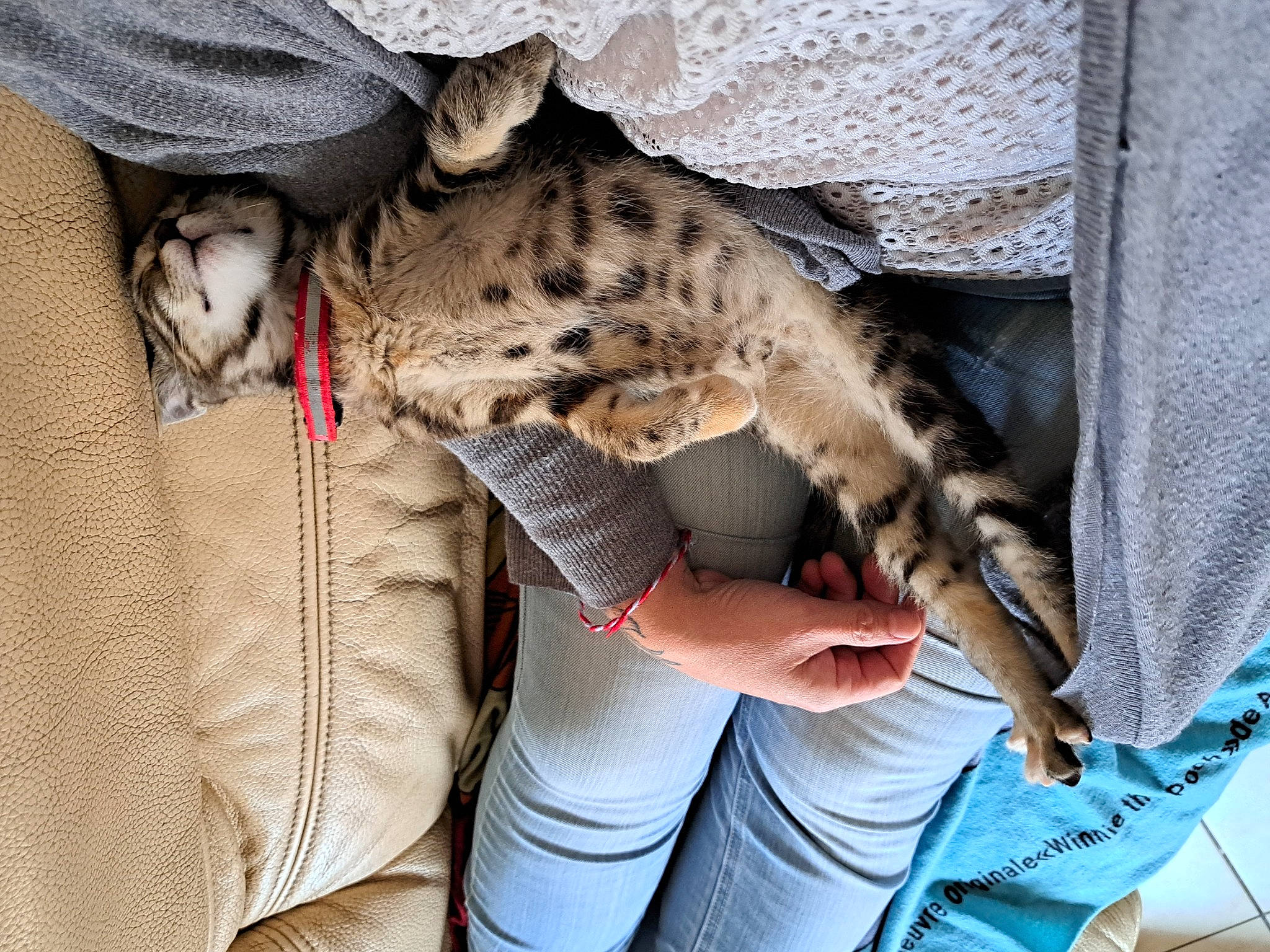 Kira a rejoint le concours — aidez-le/la à gagner de superbes lots ! big_cats, carnivore, claw, comfort, denim, domestic_short_haired_cat, felidae, fur, jaguar, leopard, paw, small_to_medium_sized_cats, tail, terrestrial_animal, whiskers, wildlife, wildlife_biologist