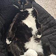Olive joined the competition — help win amazing prizes! cat, tuxedo_cat, black_and_white, relaxed, indoor, pet_bed, carpet, feline, whiskers, paws, fur, lying_down, cozy, domestic_cat, sleepy, animal, mammal, resting, cute, household