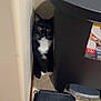 Olive is registered to the contest to win money with this photo: cat, tuxedo_cat, black_cat, white_paws, corner, wall, trash_bin, floor, tile_floor, towel, pink_towel, curious, pet, indoor, animal, wide_eyes, hiding, household, container, domestic