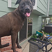 Mocha joined the competition — help win amazing prizes! dog, black_dog, tongue_out, brick, patio, outdoor, fence, window, green_house, chair, toy, happy, pet, animal, backyard, concrete, plants, sunlight, daytime, playful