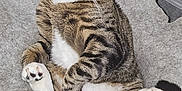 Dexter is registered to the contest to win money with this photo: animal, bed, cat, cozy, cute, domestic, feline, fur, indoor, mammal, paws, pet, relaxed, resting, sleepy, soft, striped, tabby, tabby_cat, whiskers