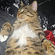 Dexter joined the competition — help win amazing prizes! animal, blanket, cat, closeup, cozy, domestic_cat, ears, face, feline, fur, indoor, lying_down, paw, pet, relaxed, resting, striped, tabby, whiskers, white_belly