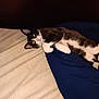 cat, black_and_white, bed, blanket, fabric, pet, animal, indoor, resting, cute, feline, fur, whiskers, ears, eyes, lying_down, cozy, comfortable, curious, domestic