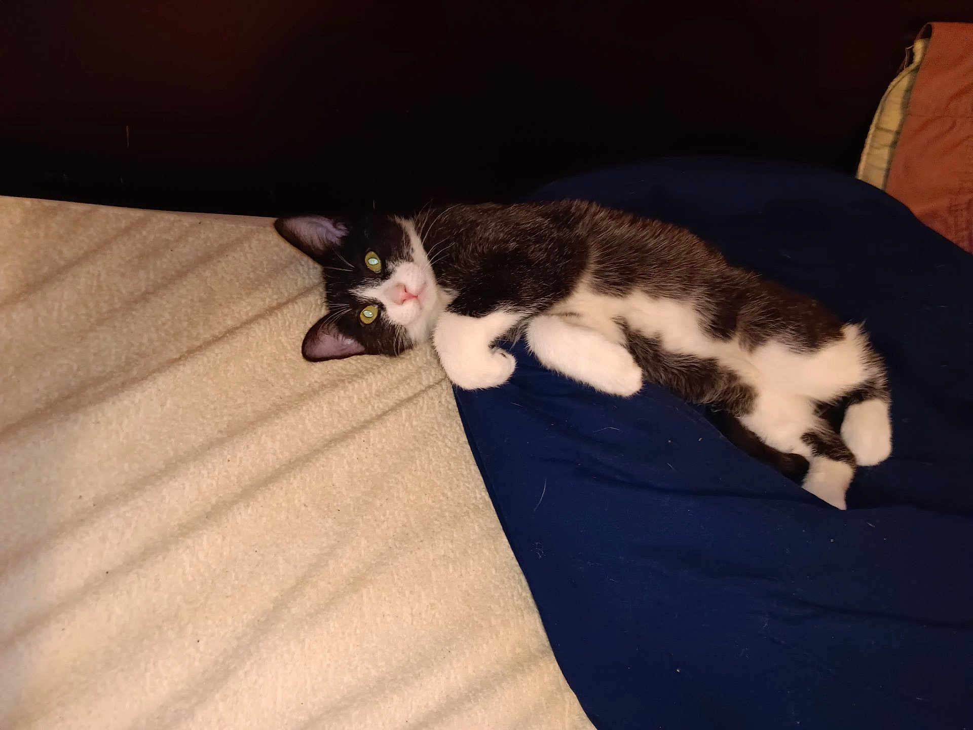 Oreo joined the competition — help win amazing prizes! cat, black_and_white, bed, blanket, fabric, pet, animal, indoor, resting, cute, feline, fur, whiskers, ears, eyes, lying_down, cozy, comfortable, curious, domestic