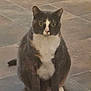 cat, tuxedo_cat, sitting, indoor, floor, tile_floor, white_paws, white_chest, gray_fur, pet, animal, cute, feline, whiskers, ears, eyes, front_view, domestic_cat, portrait, alone