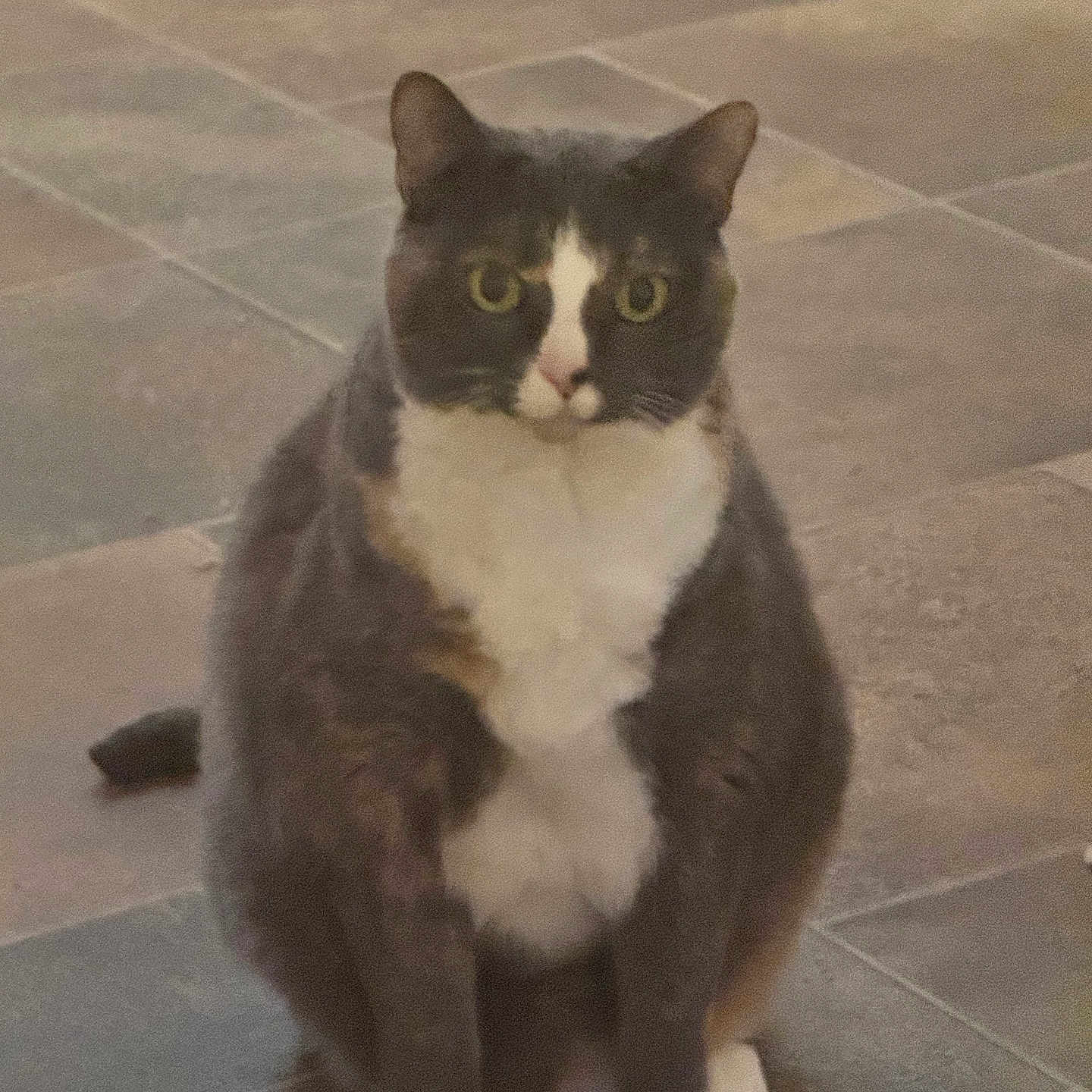 Lucy is registered to the contest to win money with this photo: alone, animal, cat, cute, domestic_cat, ears, eyes, feline, floor, front_view, gray_fur, indoor, pet, portrait, sitting, tile_floor, tuxedo_cat, whiskers, white_chest, white_paws
