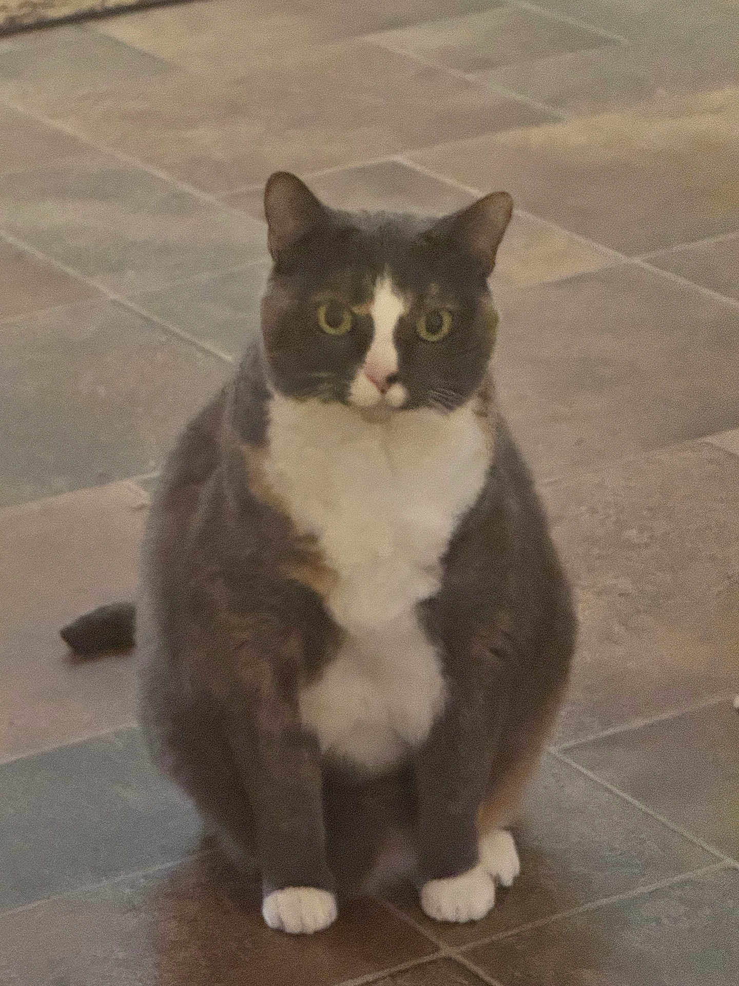 Lucy is registered to the contest to win money with this photo: cat, tuxedo_cat, sitting, indoor, floor, tile_floor, white_paws, white_chest, gray_fur, pet, animal, cute, feline, whiskers, ears, eyes, front_view, domestic_cat, portrait, alone