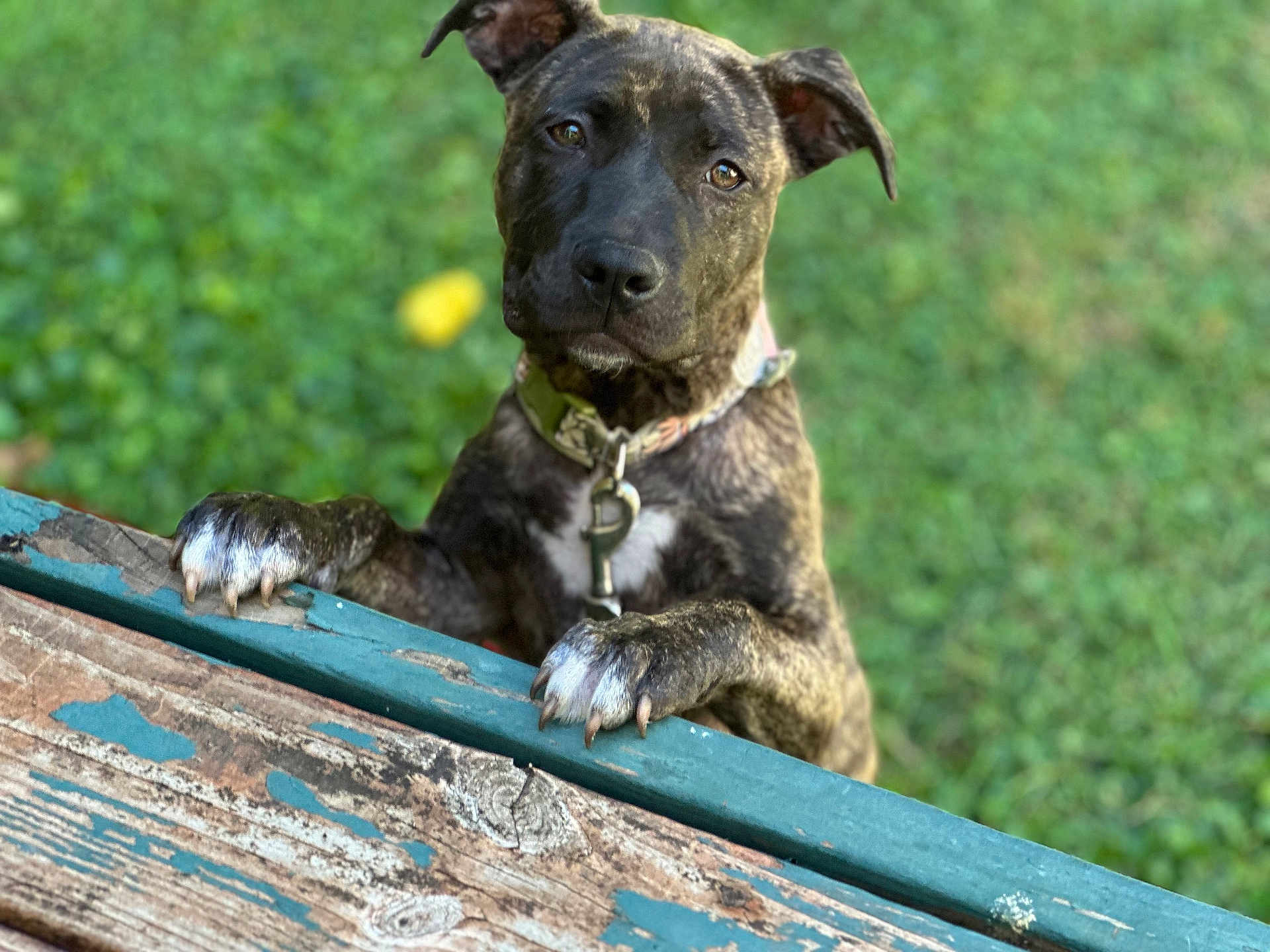 Stormie joined the competition — help win amazing prizes! dog, brindle, paws, collar, outdoor, grass, wood, pet, animal, canine, closeup, portrait, fence, nature, curious, ears, brown, white, focus, background_blur