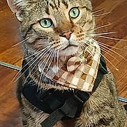 Lefty is registered to the contest to win money with this photo: animal, bandana, cat, close_up, curious, cute, domestic_cat, expression, feline, fur, green_eyes, harness, indoor, mammal, pet, portrait, sitting, tabby, whiskers, wooden_floor