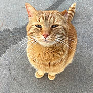 Simba joined the competition — help win amazing prizes! cat, orange_tabby, whiskers, outdoor, concrete, tripod, feline, pet, animal, cute, looking_up, stripes, tail, ears, fur, street, close_up, standing, curious