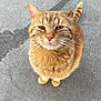 cat, orange_tabby, whiskers, outdoor, concrete, tripod, feline, pet, animal, cute, looking_up, stripes, tail, ears, fur, street, close_up, standing, curious