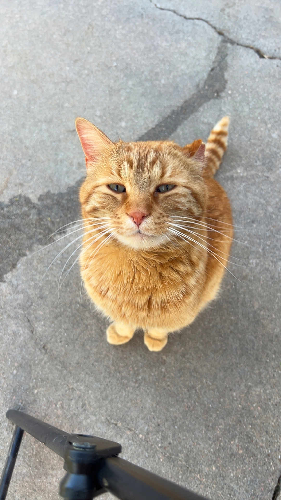 Simba