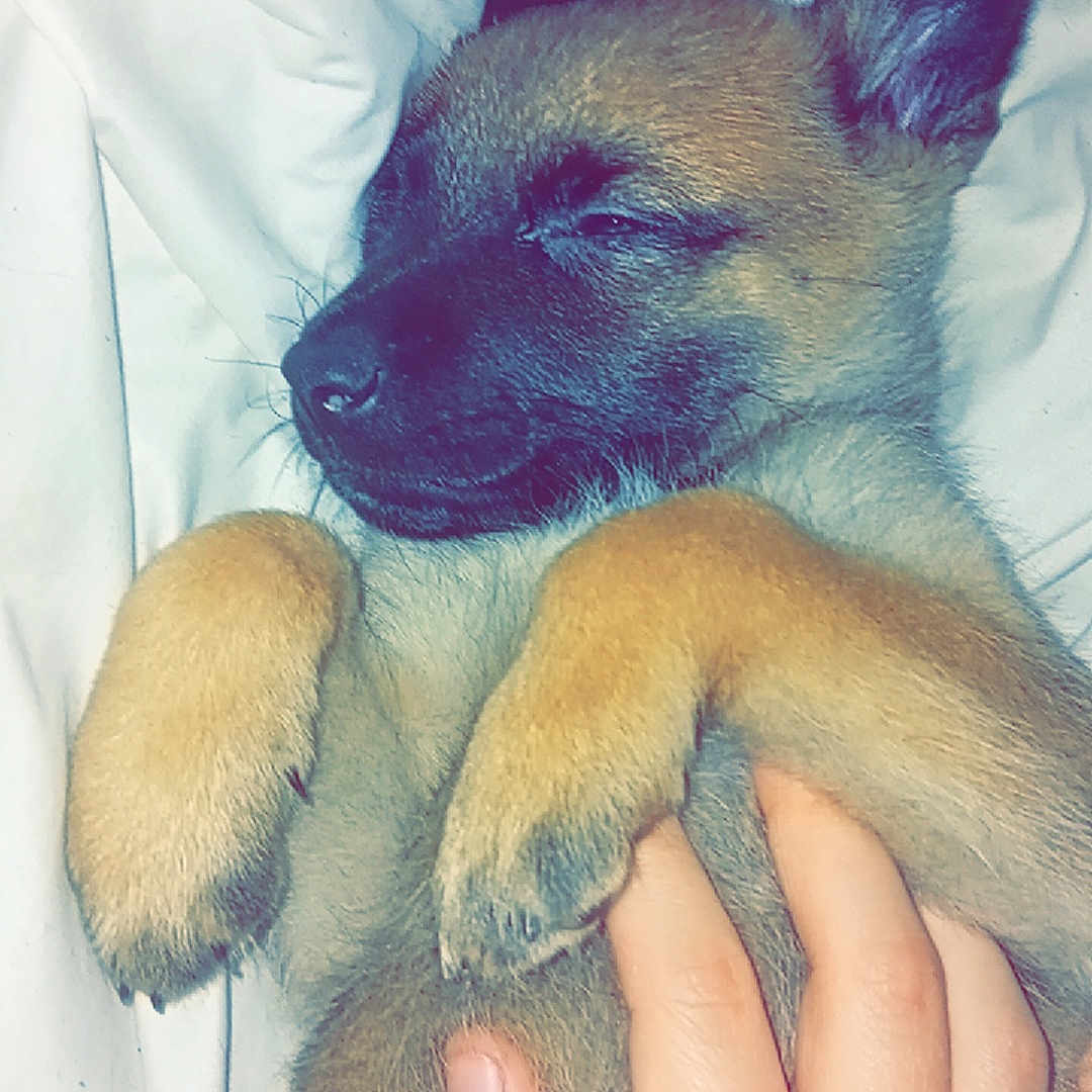 Nala participe au concours pour gagner de l'argent avec cette photo : animal, baby, blanket, bodypart, boxer, bulldog, canine, dog, finger, germanshepherd, hand, hound, labradorretriever, person, pet, puppy, sleeping, snout, toe, wrist