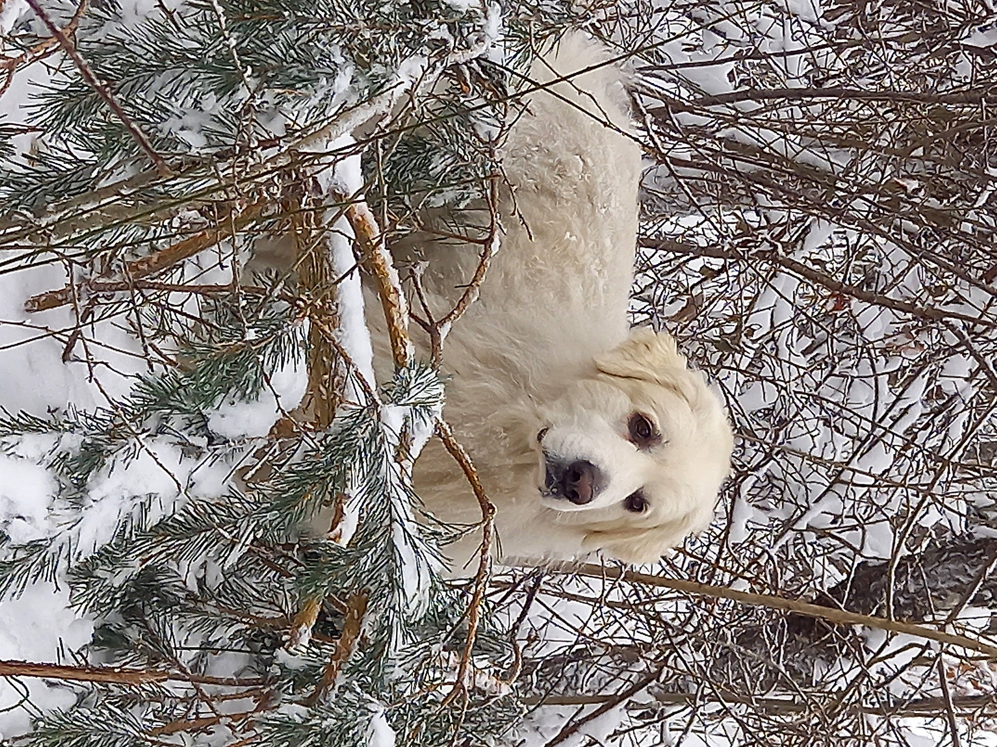 Igor a rejoint le concours — aidez-le/la à gagner de superbes lots ! branch, carnivore, daytime, dog_breed, eye, freezing, head, human_body, ice, leaf, mammal, natural_environment, nature, organism, sporting_group, twig, vegetation, vertebrate, winter, wood