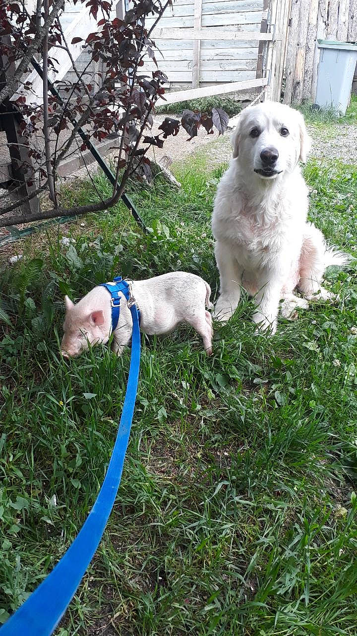 Igor participe au concours pour gagner de l'argent avec cette photo : blue, carnivore, collar, daytime, dog, dog_breed, dogo_guatemalteco, grass, green, leash, mammal, photograph, puppy, retriever, shrub, snout, sporting_group, tail, vertebrate, white