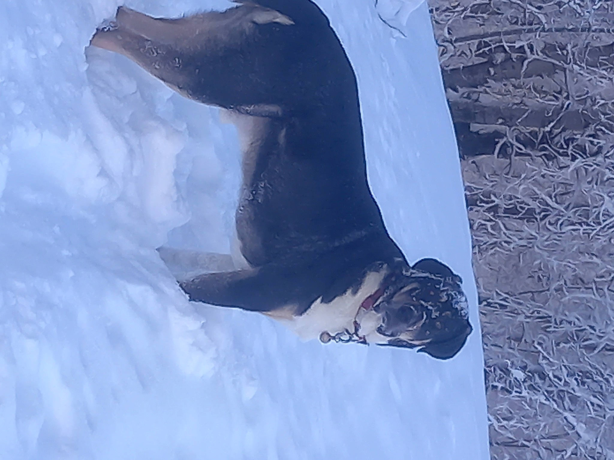 Octave participe au concours pour gagner de l'argent avec cette photo : art_paint, cetacea, common_dolphins, dolphin, drawing, illustration, marine_mammal, painting