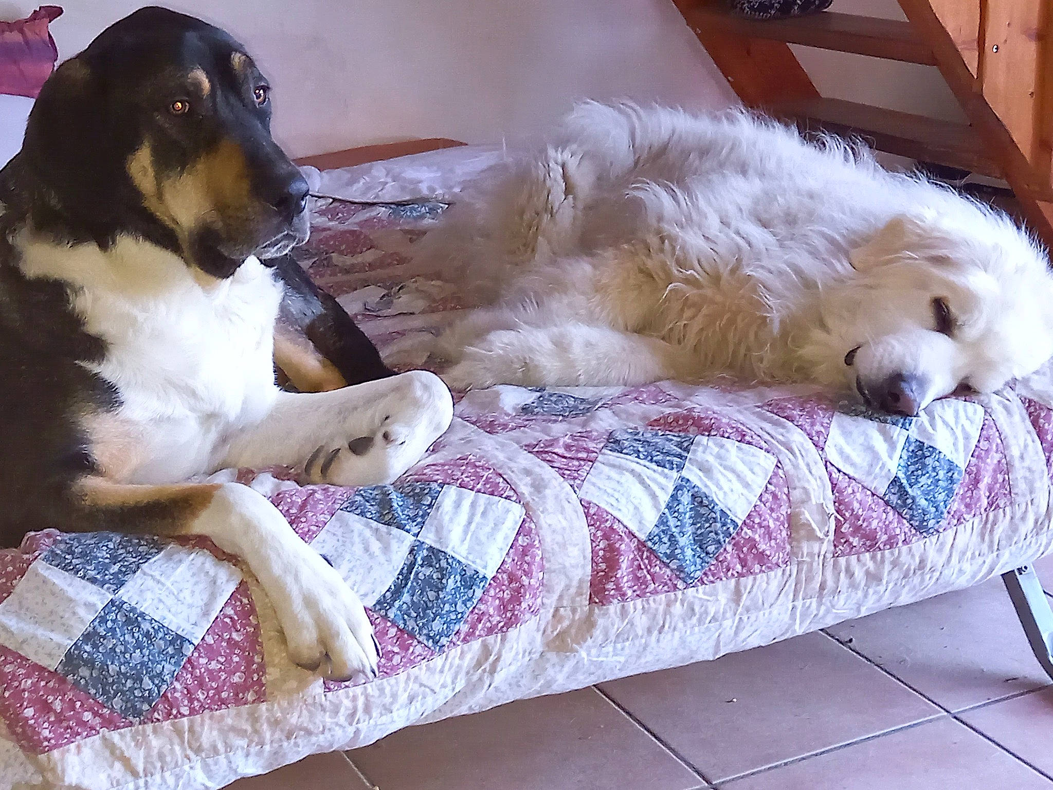 Octave participe au concours pour gagner de l'argent avec cette photo : canidae, carnivore, companion_dog, couch, dog, dog_breed, fur, linens, living_room, outdoor_furniture, pet_supply, sporting_group, vertebrate, working_animal, working_dog