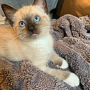 Tigger joined the competition — help win amazing prizes! kitten, cat, siamese_cat, blue_eyes, feline, pet, animal, fur, whiskers, paw, blanket, cozy, indoor, cute, young, small, resting, soft_texture, curious, domestic_animal