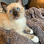 kitten, cat, siamese_cat, blue_eyes, feline, pet, animal, fur, whiskers, paw, blanket, cozy, indoor, cute, young, small, resting, soft_texture, curious, domestic_animal