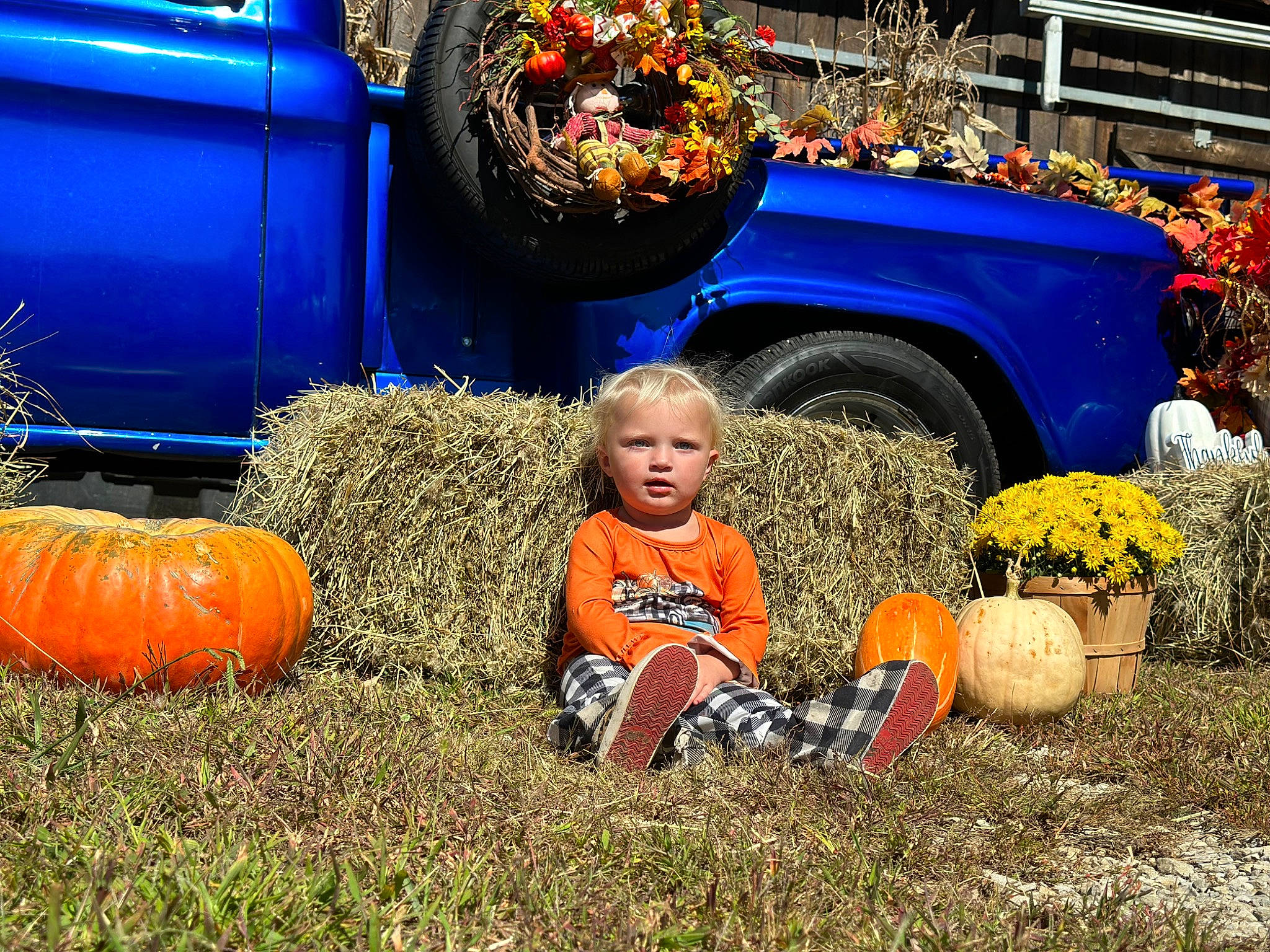 Leia joined the competition — help win amazing prizes! agriculture, automotive_tire, calabaza, cucurbita, gourd, grass, leaf, local_food, natural_foods, orange, people_in_nature, person, plant, pumpkin, squash, tire, toddler, vegetable, wheel, winter_squash