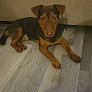 Kaiser is registered to the contest to win money with this photo: dog, brown_fur, black_fur, pet, indoor, floor, wooden_floor, laying_down, curious, animal, canine, ears, paws, looking_up, young_dog, companion, domestic_animal, resting, cute, small