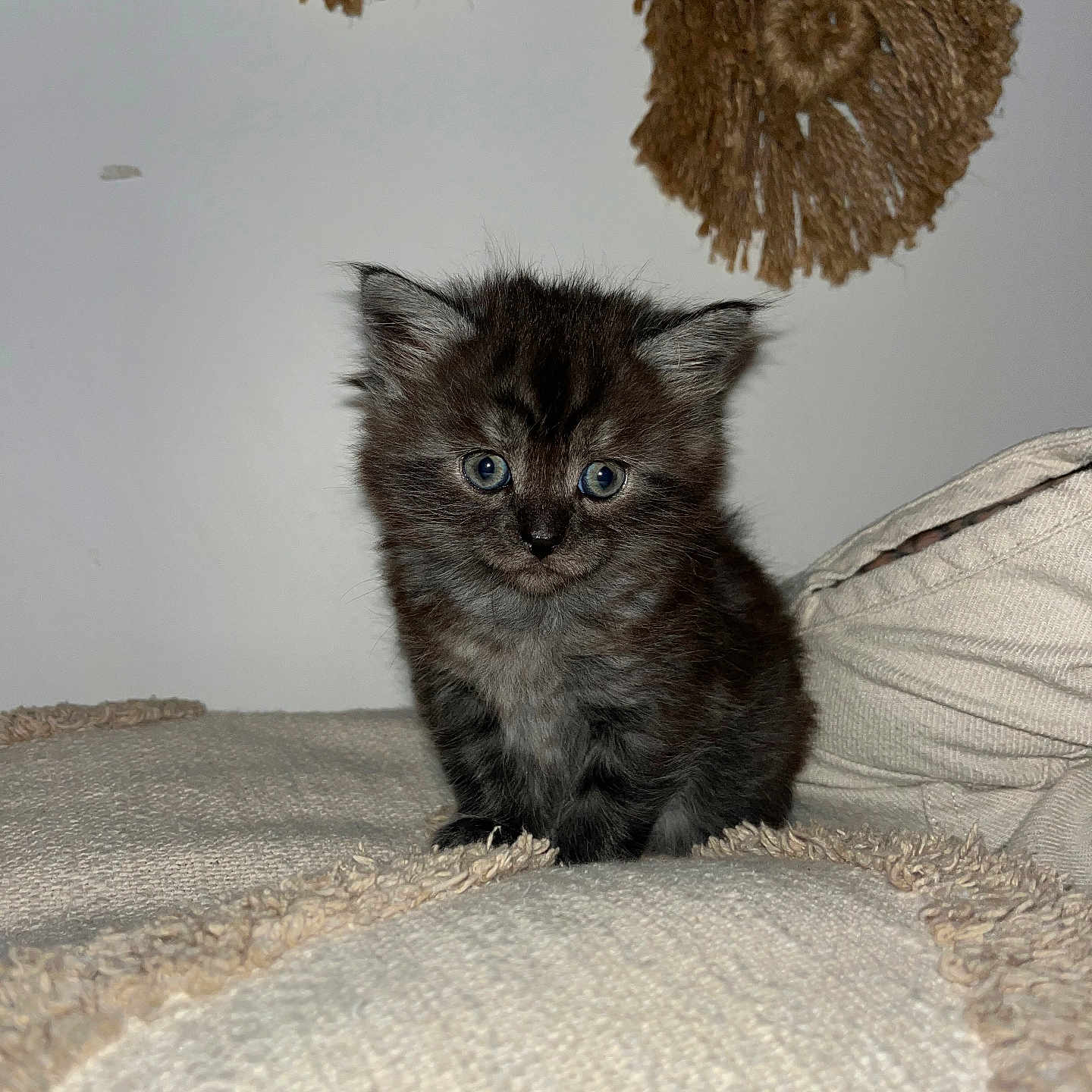 Ruby a rejoint le concours — aidez-le/la à gagner de superbes lots ! adorable, animal, blanket, cat, comfort, cozy, curious, cute, fluffy, furry, home_decor, indoor, kitten, pet, sitting, small, soft, texture, wall, young