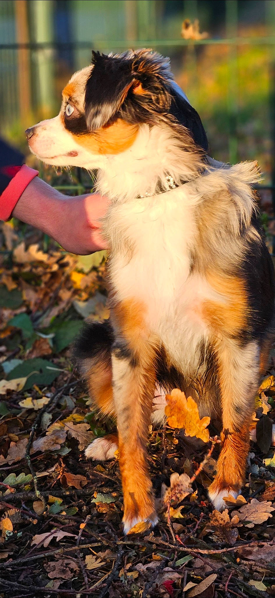 Dior participe au concours pour gagner de l'argent avec cette photo : canidae, carnivore, collie, companion_dog, dog, dog_breed, eyewear, fawn, fur, grass, plant, scotch_collie, snout, soil, sporting_group, tail, terrestrial_animal, tree, whiskers, working_dog