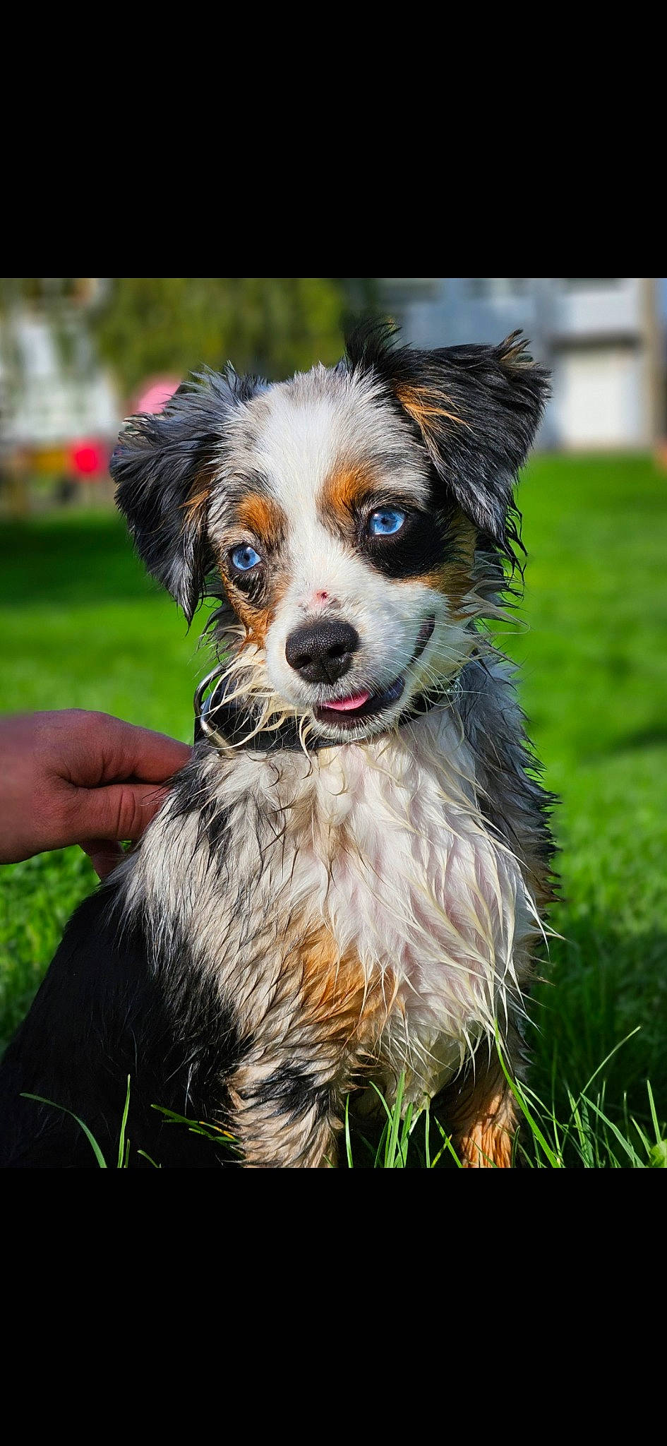 Dior participe au concours pour gagner de l'argent avec cette photo : canidae, carnivore, collar, companion_dog, dog, dog_breed, dog_supply, fashion_accessory, fur, grass, plant, snout, sporting_group, toy_dog, tree, whiskers, working_dog