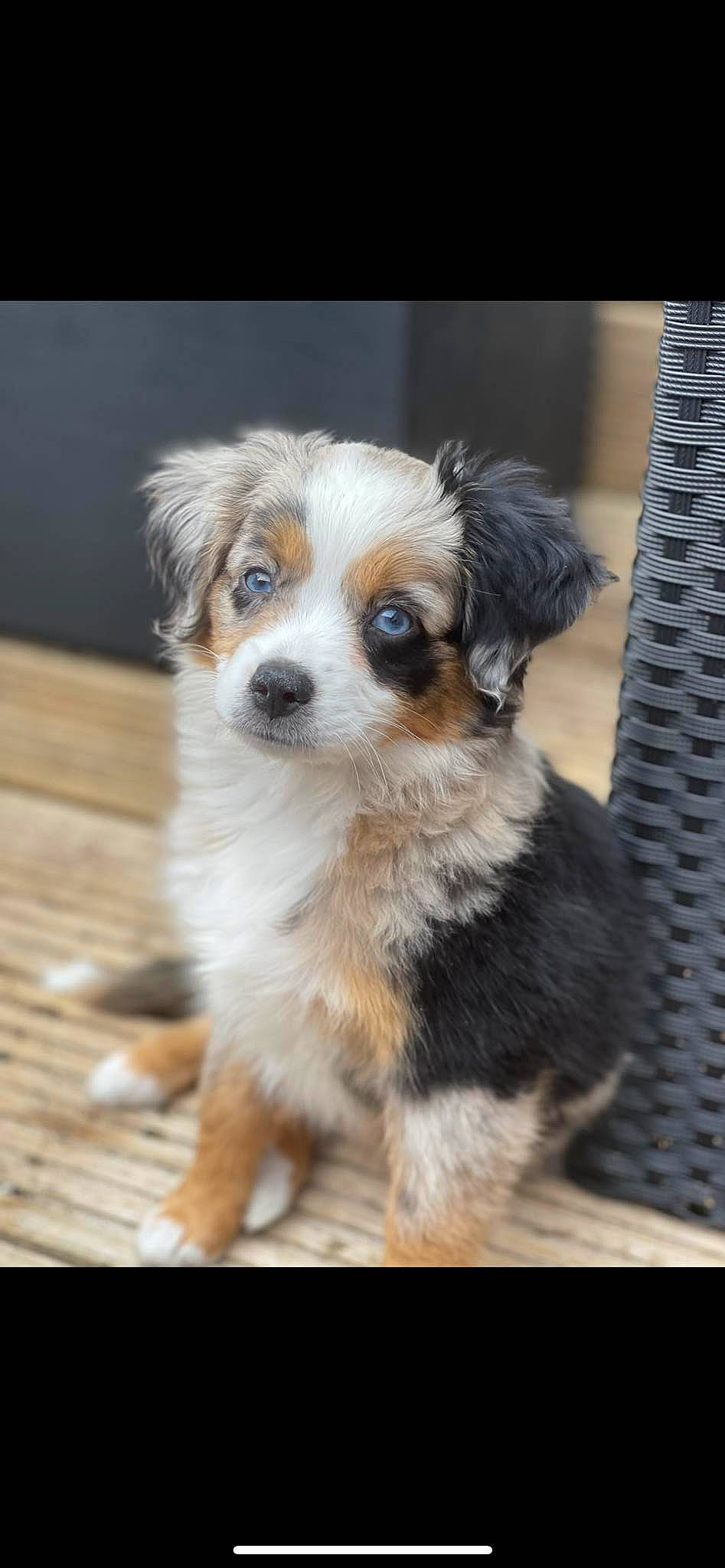 Dior participe au concours pour gagner de l'argent avec cette photo : canidae, carnivore, companion_dog, dog, dog_breed, fawn, fur, puppy, snout, sporting_group, toy_dog, whiskers, wood, working_dog