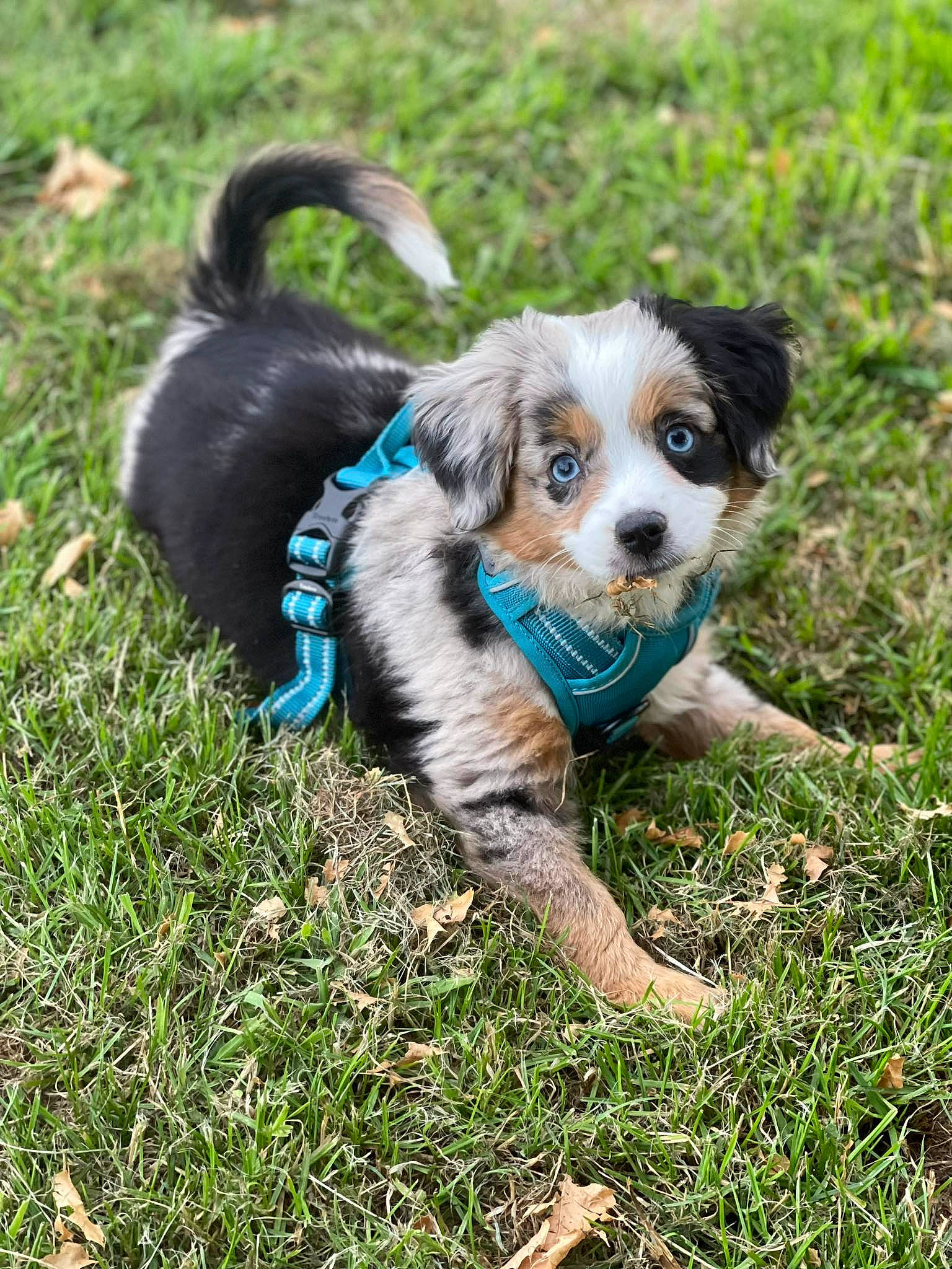 Dior participe au concours pour gagner de l'argent avec cette photo : canidae, carnivore, chair, companion_dog, corgi_chihuahua, dog, dog_breed, dog_supply, electric_blue, fashion_accessory, grass, plant, puppy, sporting_group, toy, toy_dog, whiskers, working_dog