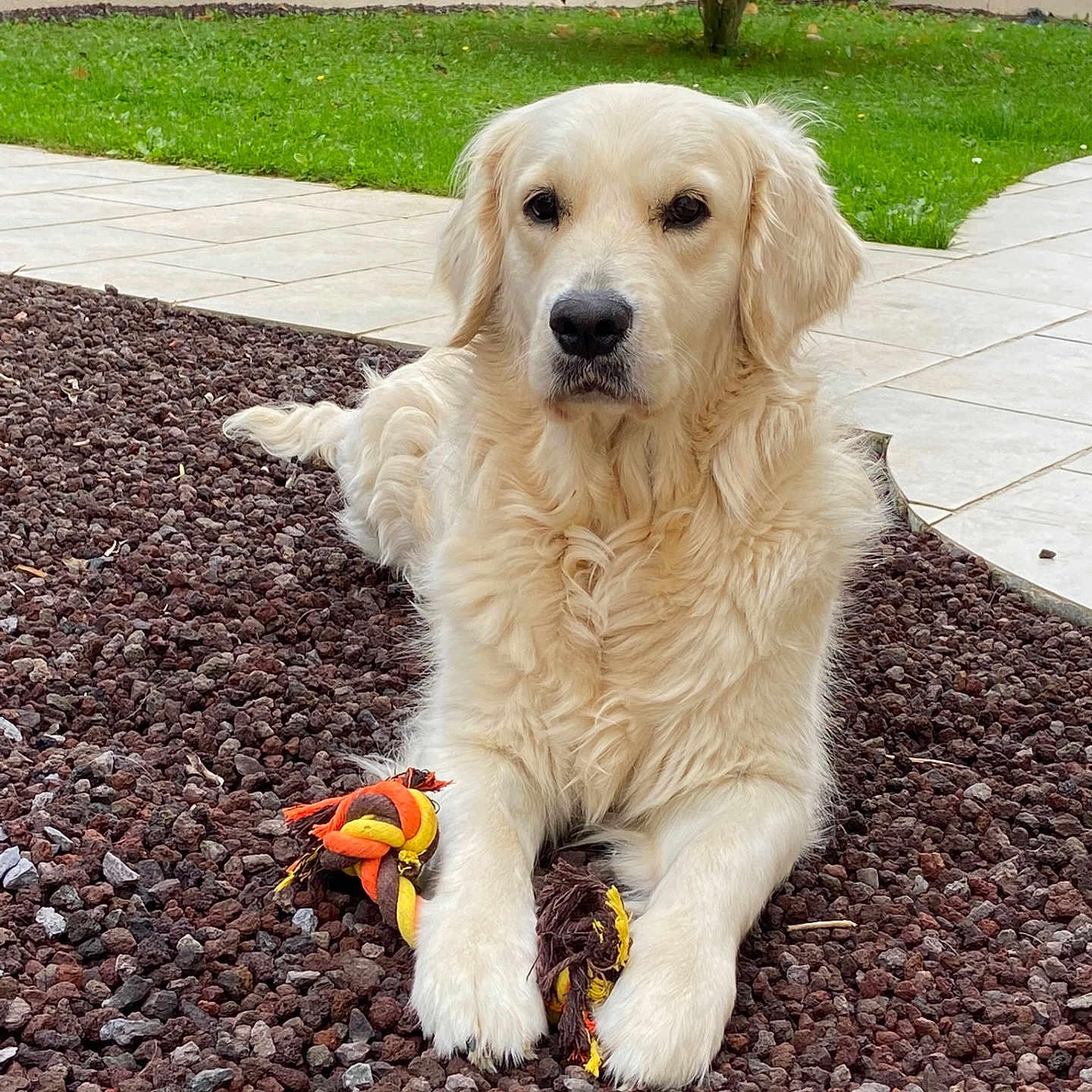 Mia participe au concours pour gagner de l'argent avec cette photo : animal, bird, canine, dog, goldenretriever, grass, nature, outdoors, path, pebble, pet, plant, puppy, road, rock, sidewalk, tree, walkway, whitedog, yard