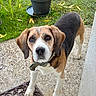 dog, beagle, pet, animal, portrait, outdoor, garden, grass, potted_plant, tree, leaves, doormat, concrete, paws, leash, collar, brown_white, black_coat, standing, front_door