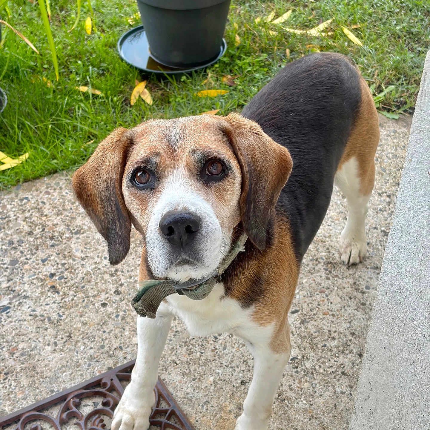Héros a rejoint le concours — aidez-le/la à gagner de superbes lots ! dog, beagle, pet, animal, portrait, outdoor, garden, grass, potted_plant, tree, leaves, doormat, concrete, paws, leash, collar, brown_white, black_coat, standing, front_door