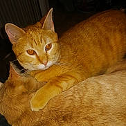 Skeeter joined the competition — help win amazing prizes! cat, cats, ginger_cat, orange_cat, pets, animal, feline, snuggling, cozy, fur, whiskers, ears, resting, domestic_cat, cute, companionship, indoor, close_up, affection, friendship
