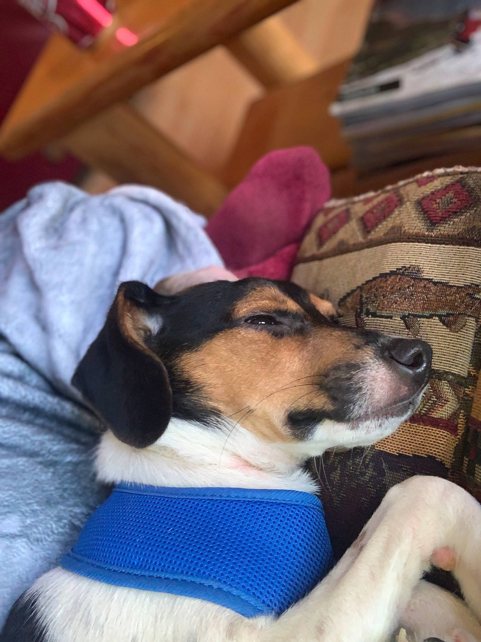 Pickle is registered to the contest to win money with this photo: canidae, carnivore, comfort, companion_dog, dog, dog_breed, fawn, fur, human_leg, lap, nap, sitting, snout, sporting_group, terrestrial_animal