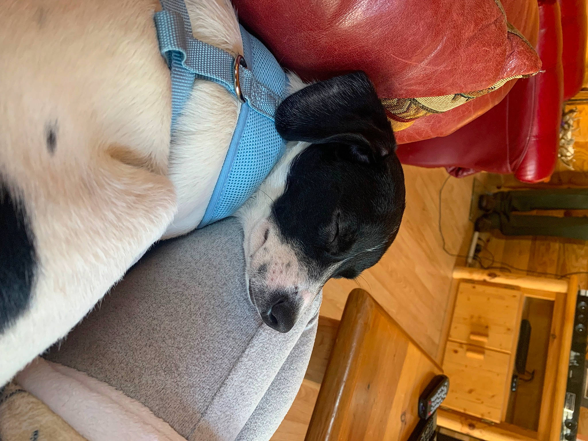 Gizmo joined the competition — help win amazing prizes! canidae, carnivore, comfort, companion_dog, dog, dog_breed, dog_supply, fawn, guard_dog, mammal, nap, non_sporting_group, paw, pet_supply, snout, sporting_group, tail, terrestrial_animal, wood, working_animal