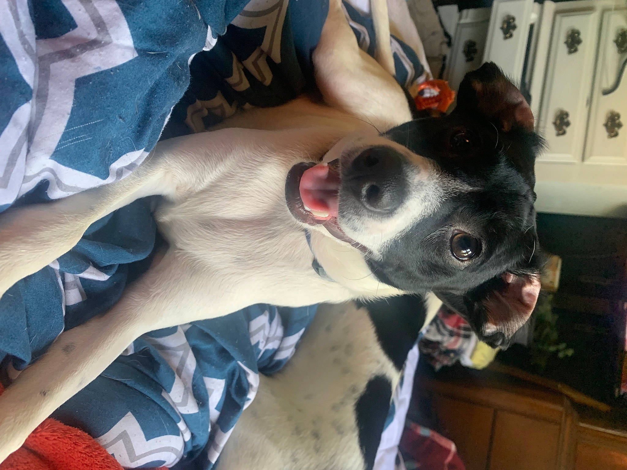 Gizmo joined the competition — help win amazing prizes! canidae, carnivore, collar, companion_dog, dog, dog_breed, dog_collar, dog_supply, ear, eyewear, fawn, jaw, non_sporting_group, snout, sporting_group, sunglasses, whiskers, working_animal