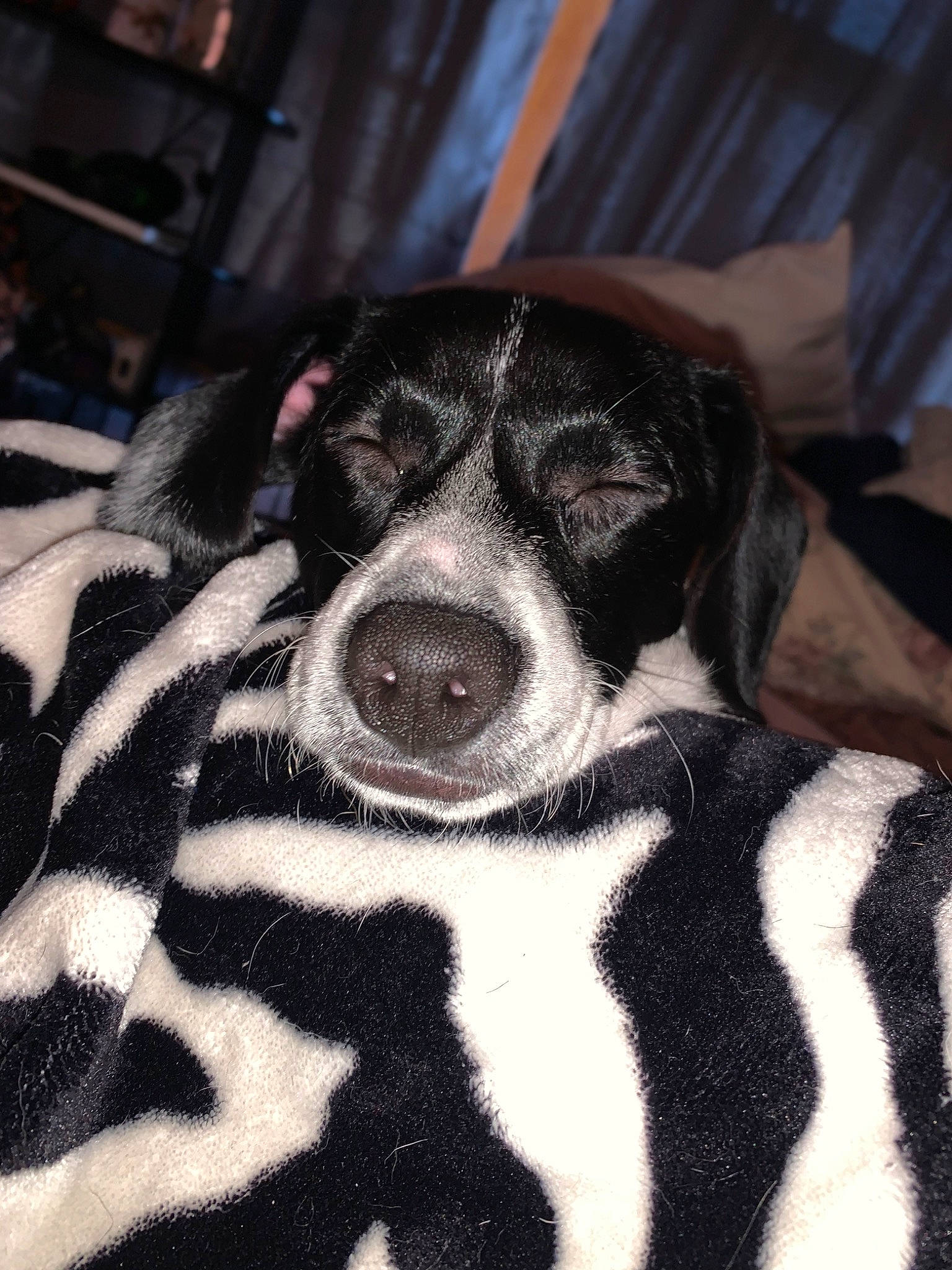 Gizmo joined the competition — help win amazing prizes! canidae, carnivore, companion_dog, dalmatian, dog, dog_breed, dog_supply, fawn, fur, grey, guard_dog, non_sporting_group, pattern, paw, snout, sporting_group, terrestrial_animal, toy_dog, whiskers, working_animal